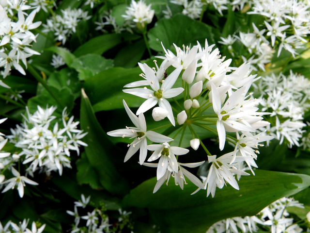 Plantes d'ail des ours en forêt